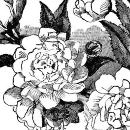Flors Rabassa